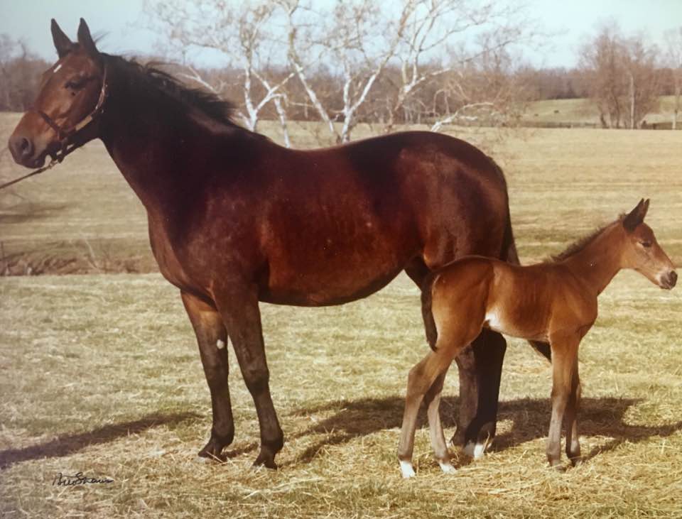 classical-way-foal