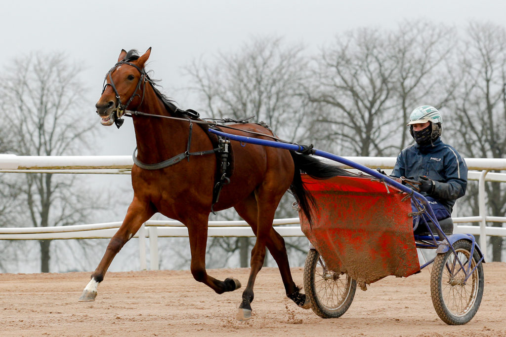 etoile-stallkenny-andelshast-bjorn-goop-philip-di-luca-grosbois